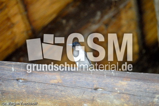 Graubülbül (5 von 5).jpg